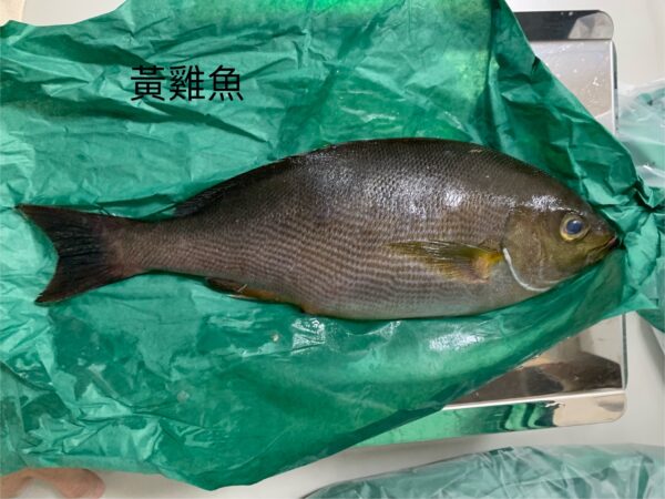 天然黃雞魚｜現流魚貨