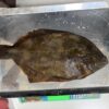 真子鰈｜現流魚貨