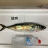 天然金華鯖魚