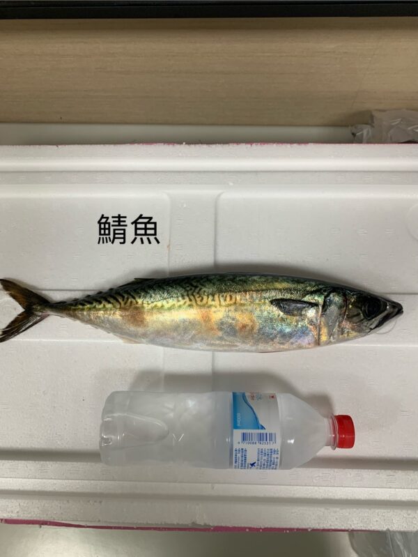 天然金華鯖魚