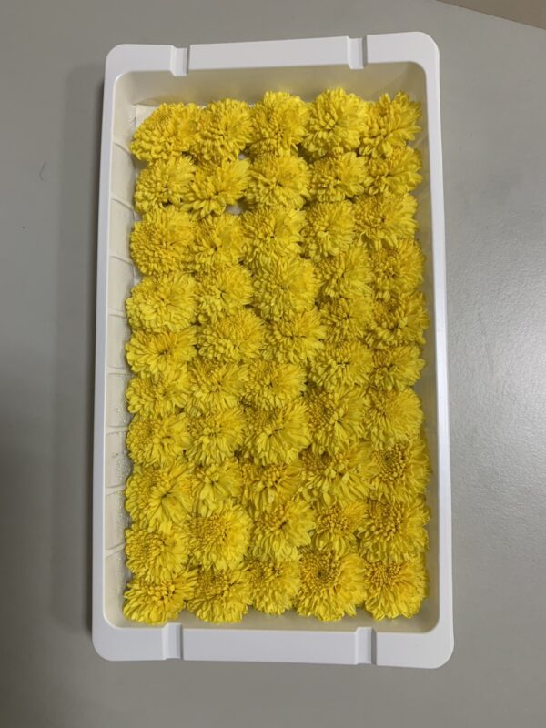 小菊花