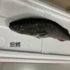 養殖銀鱈｜現流魚貨