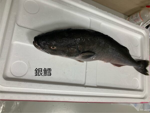 養殖銀鱈｜現流魚貨