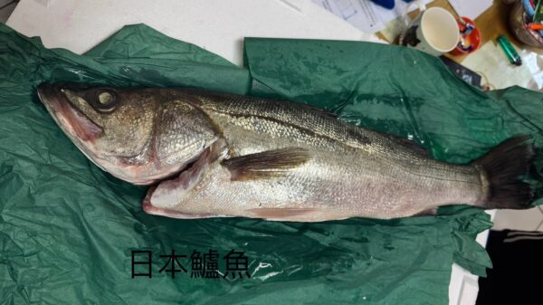 日本鱸魚