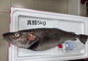 真鱈