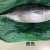 鰹魚