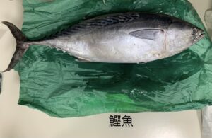 鰹魚