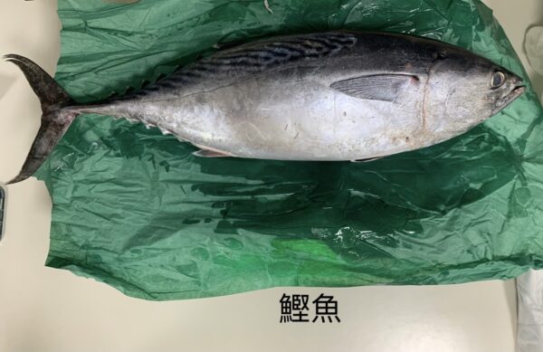 鰹魚