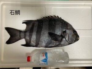 石鯛