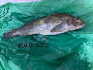 愛女魚/大瀧六線魚