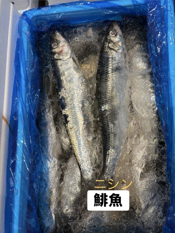 鯡魚(ニシン)｜現流魚貨