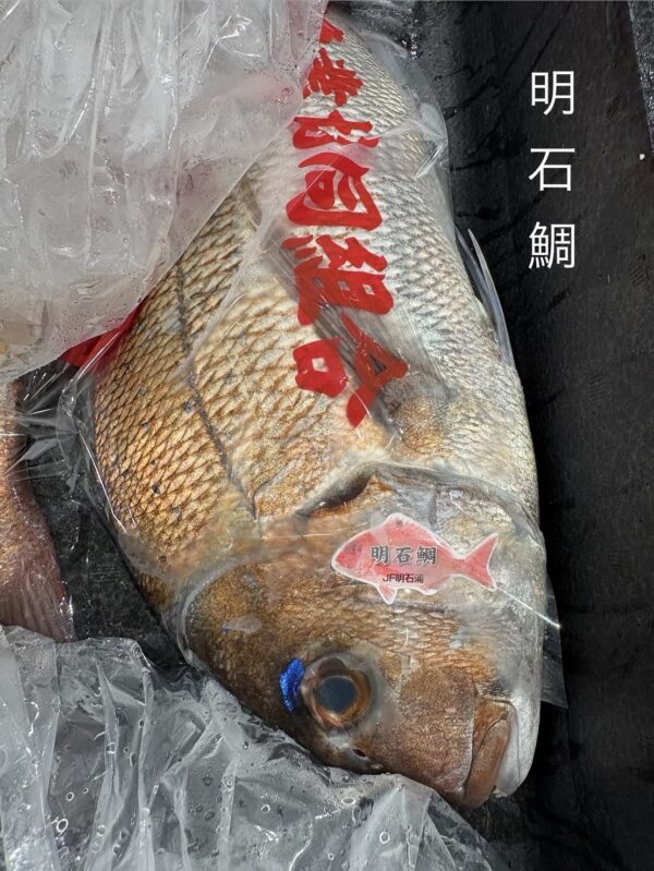 明石鯛