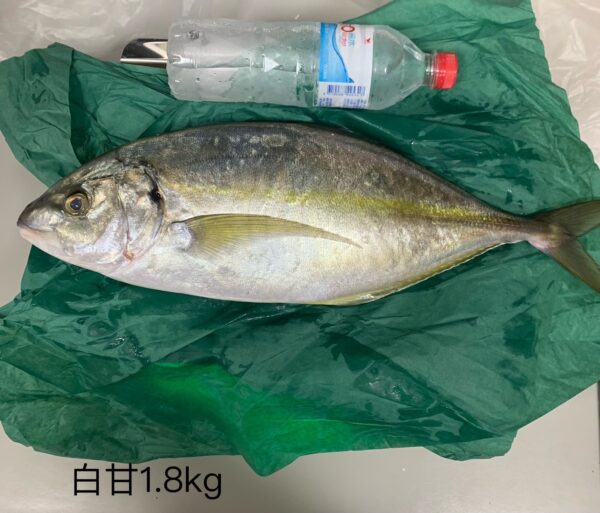 天然縞鰺／白甘