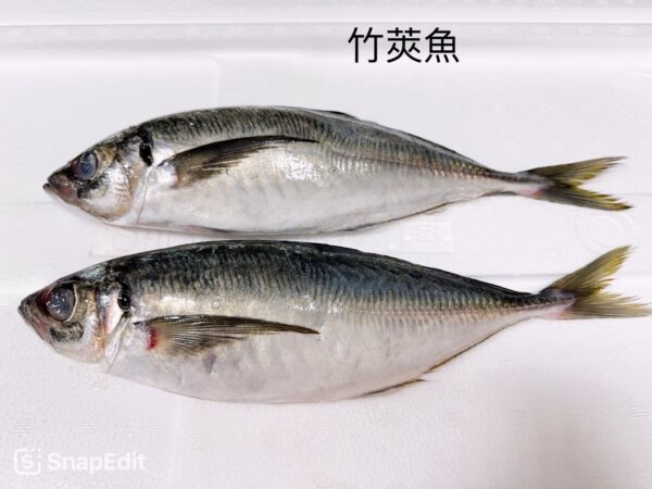 竹筴魚/小網