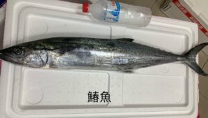 答志島鰆魚(無附吊牌)｜現流魚貨