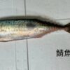 天然金華鯖魚