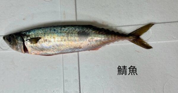 天然金華鯖魚