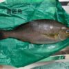 養殖黃雞魚｜回饋特價