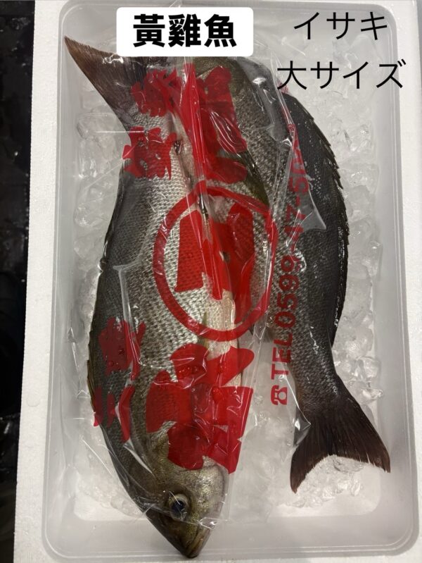 養殖黃雞魚｜回饋特價