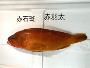 赤羽太