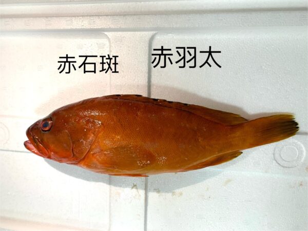 赤羽太