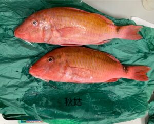 秋姑/老爺魚
