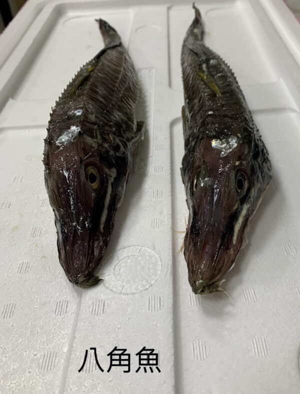 八角魚