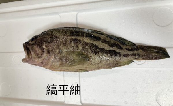 縞平鮋