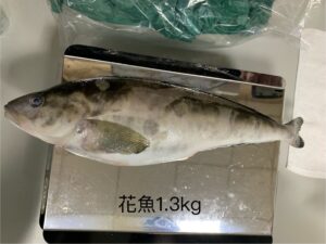 花魚