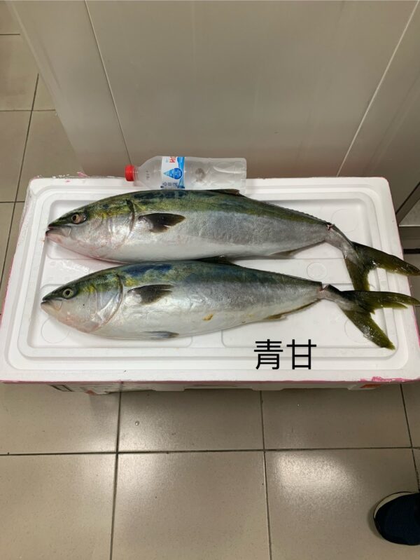 活〆養殖青甘｜現流魚貨