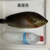 養殖黃雞魚｜回饋特價