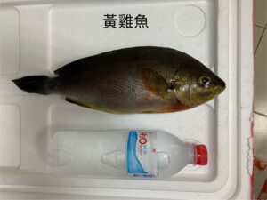 養殖黃雞魚｜回饋特價