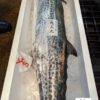 鰆魚(サワラ)｜現流魚貨