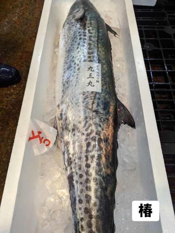 鰆魚(サワラ)｜現流魚貨