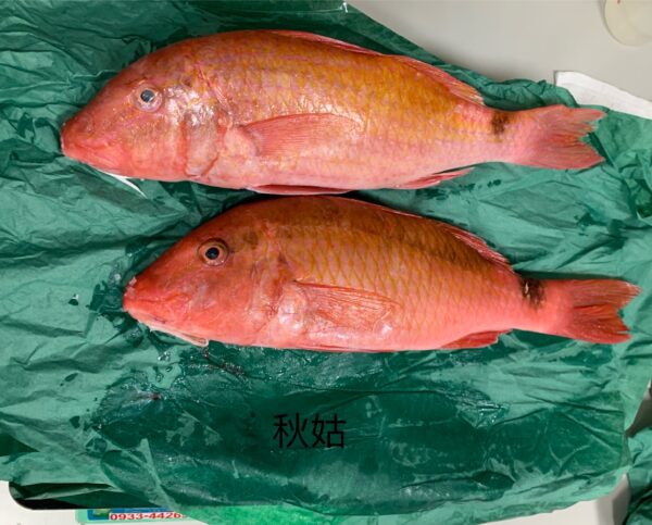 秋姑｜現流魚貨
