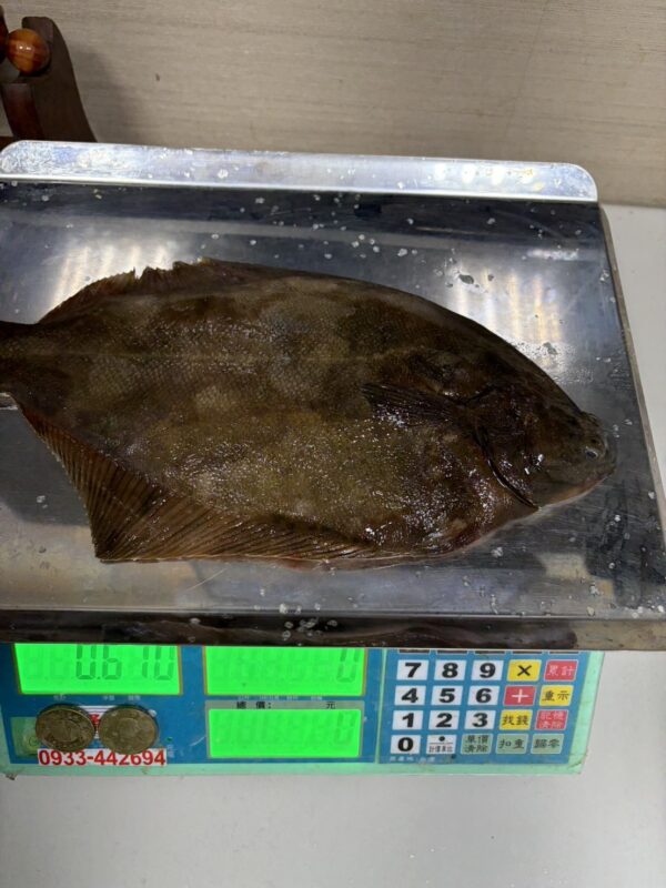 真子鰈｜現流魚貨