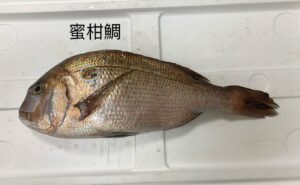 蜜柑鯛｜現流魚貨