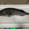 養殖銀鱈｜現流魚貨