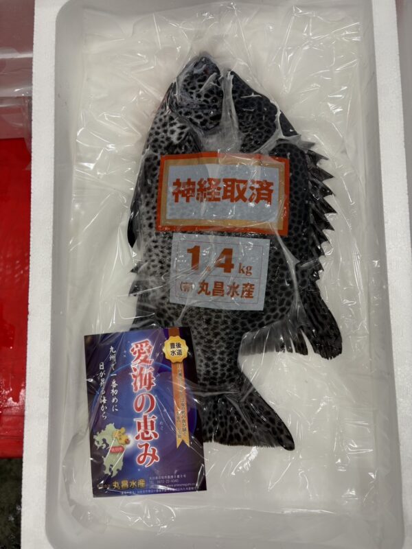 石鯛