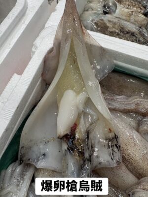 抱卵槍烏賊(子持ちヤリイカ)｜現流魚貨