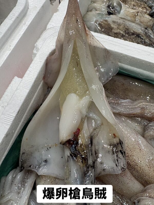 抱卵槍烏賊(子持ちヤリイカ)｜現流魚貨