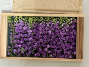 紫蘇花