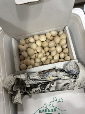 博多銀杏