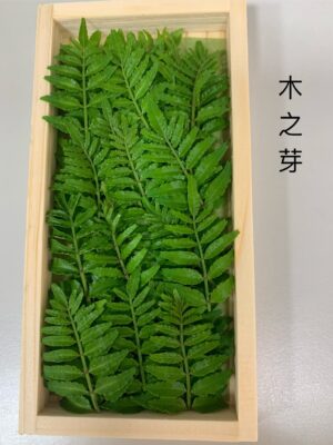 木之芽(木盒裝)