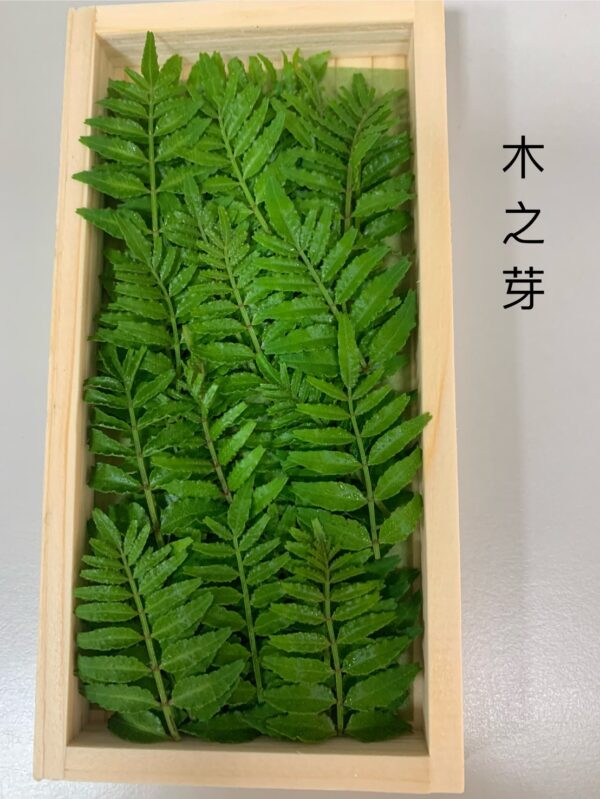 木之芽(木盒裝)