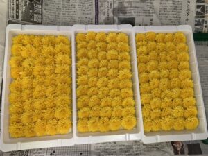小菊花