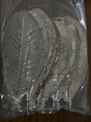 乾燥朴葉