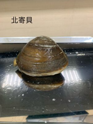 帶殼北寄貝